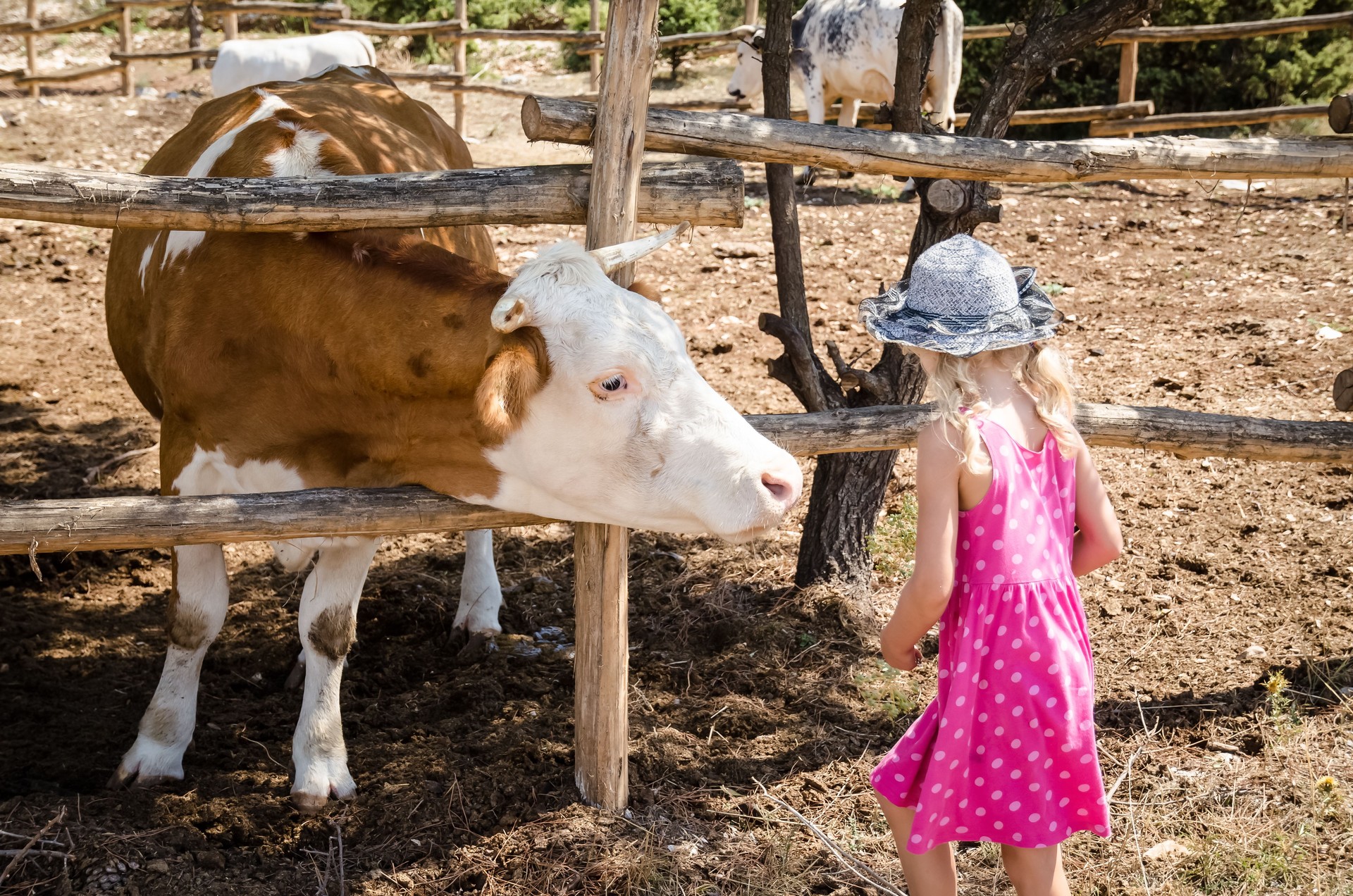 Fazendinha com mini-haras e animais como pôneis 🐴 e coelhos 🐇