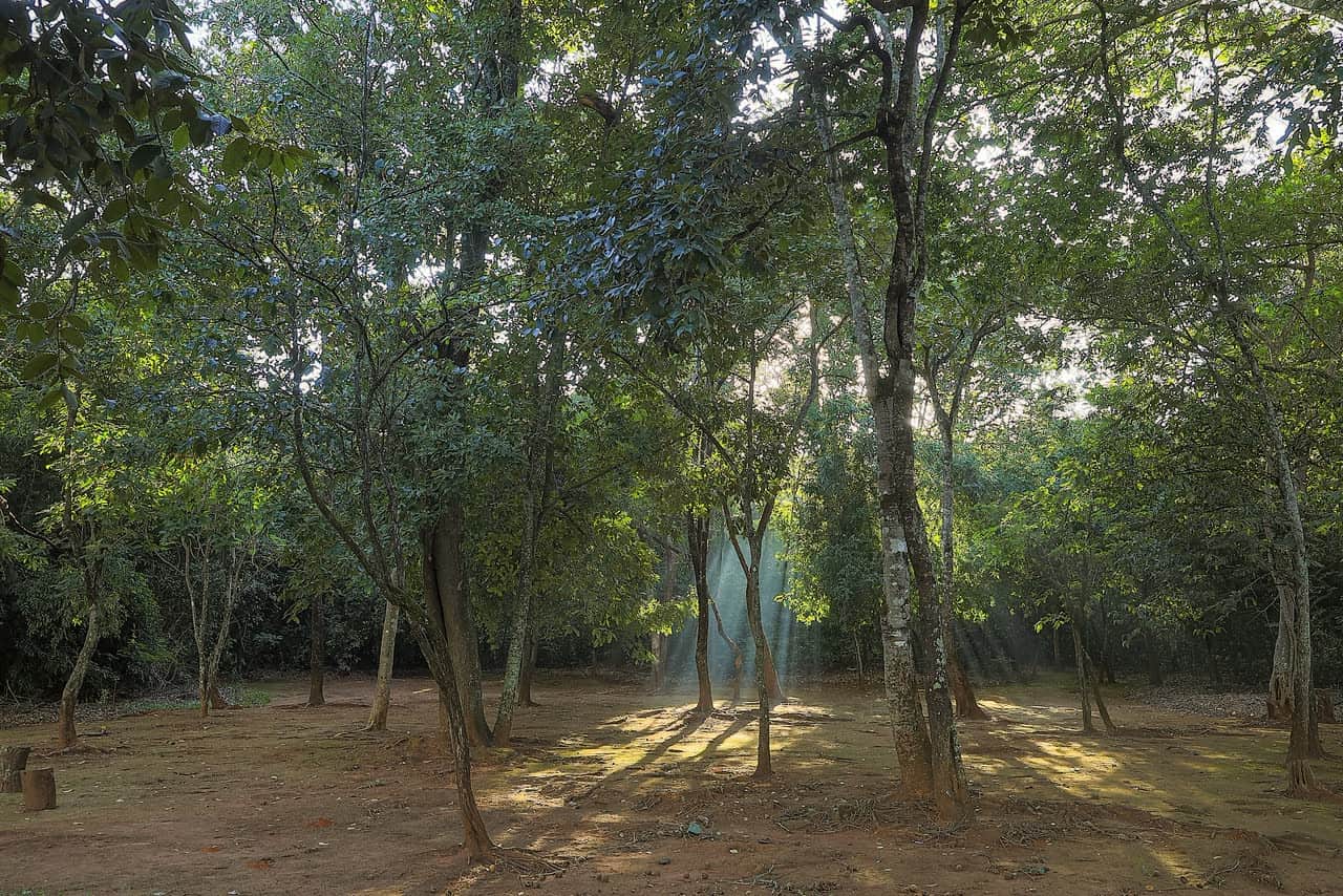 Trilha dentro da reserva ecológica